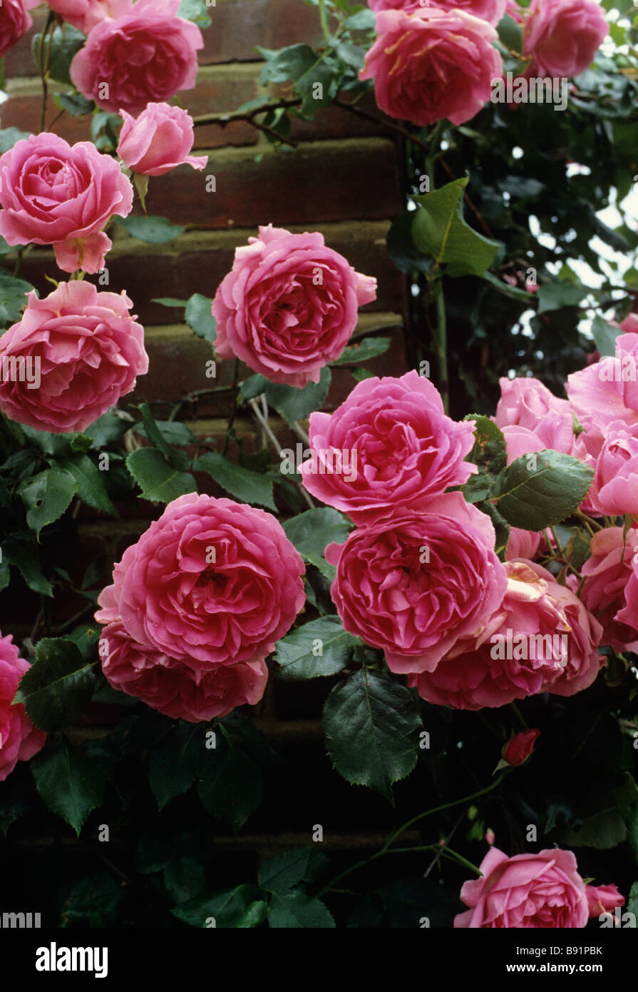 Rose Mme Caroline Testout (scalata) Foto Stock