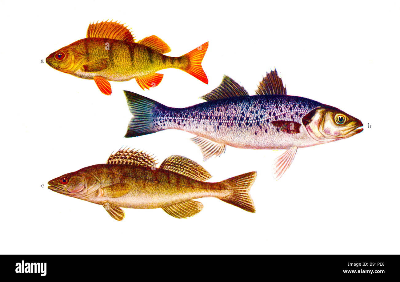 Illustrazione della politica europea di pesce persico Perca fluviatilis, della spigola Dicentrarchus labrax, Zander Sander lucioperca Foto Stock