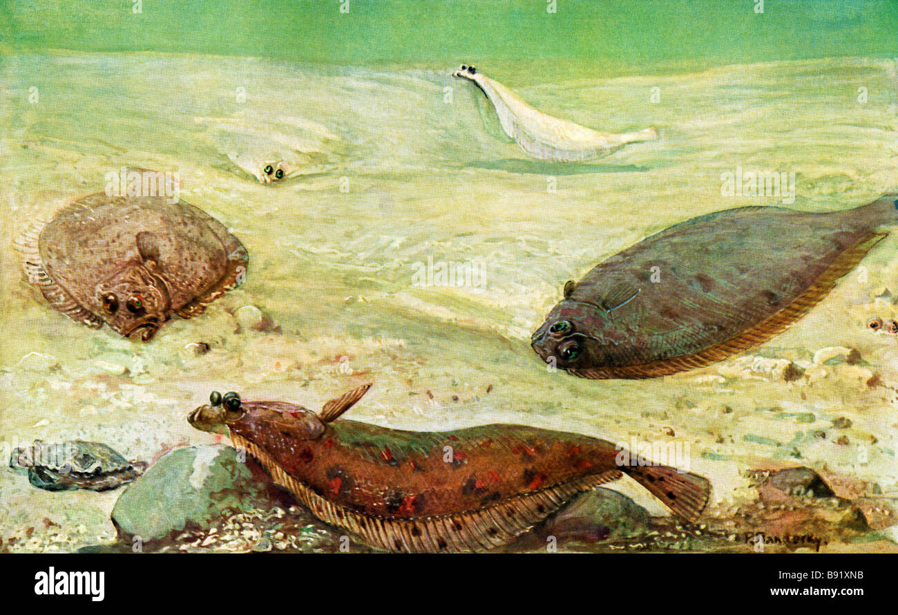 A sinistra: il rombo chiodato europeo, Psetta maxima: fondo; passera di mare, destra: sogliola di Dover, XIX secolo l'arte da Paolo Flanderky (1872-1937) Foto Stock