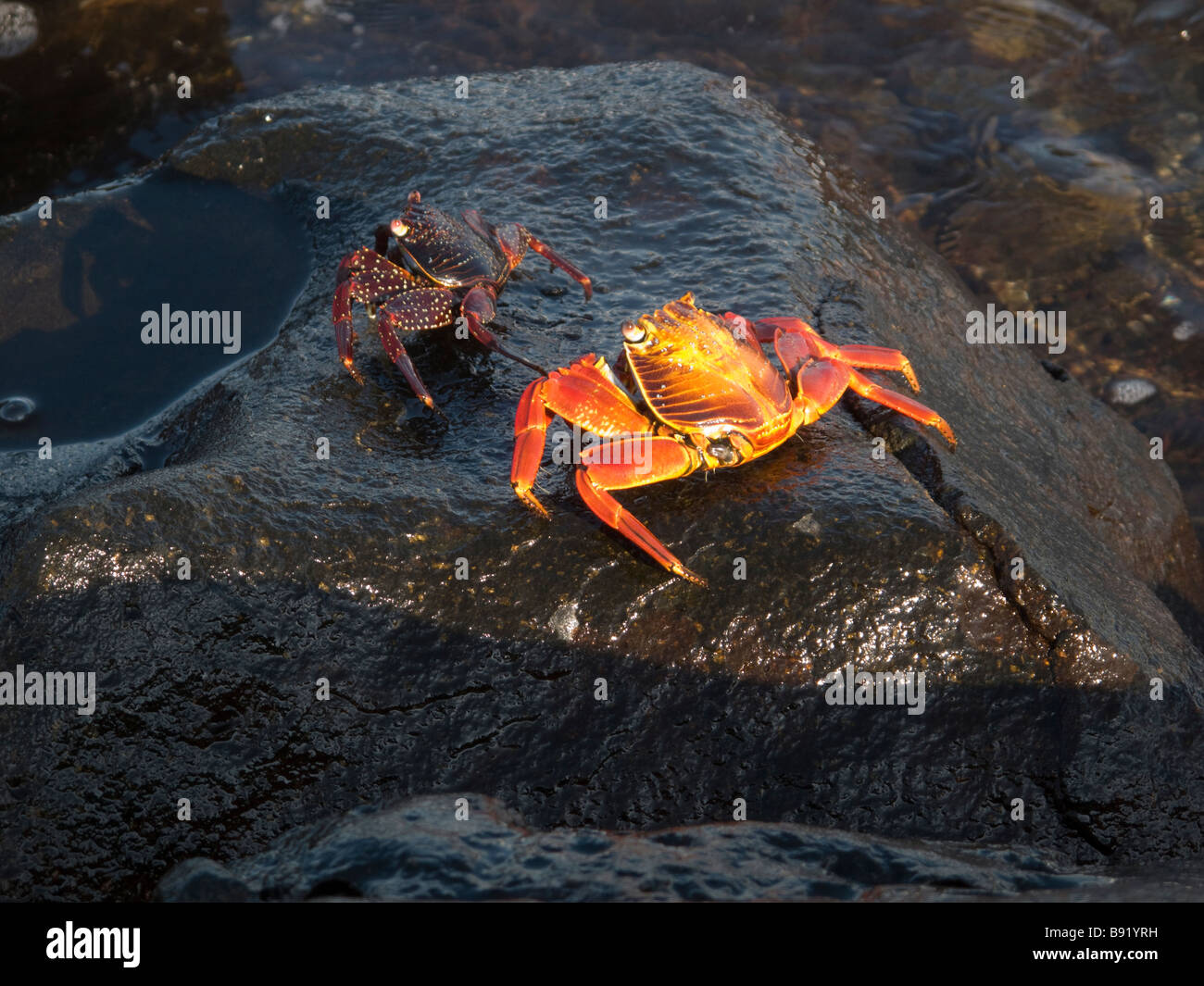 Sally lightfoot crab, Isla Santa Cruz, Isole Galapagos, Ecuador Foto Stock