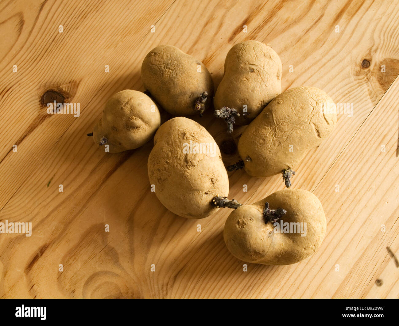 Tuberi seme di patate cominciando a germogliare e pronto per la semina Foto Stock