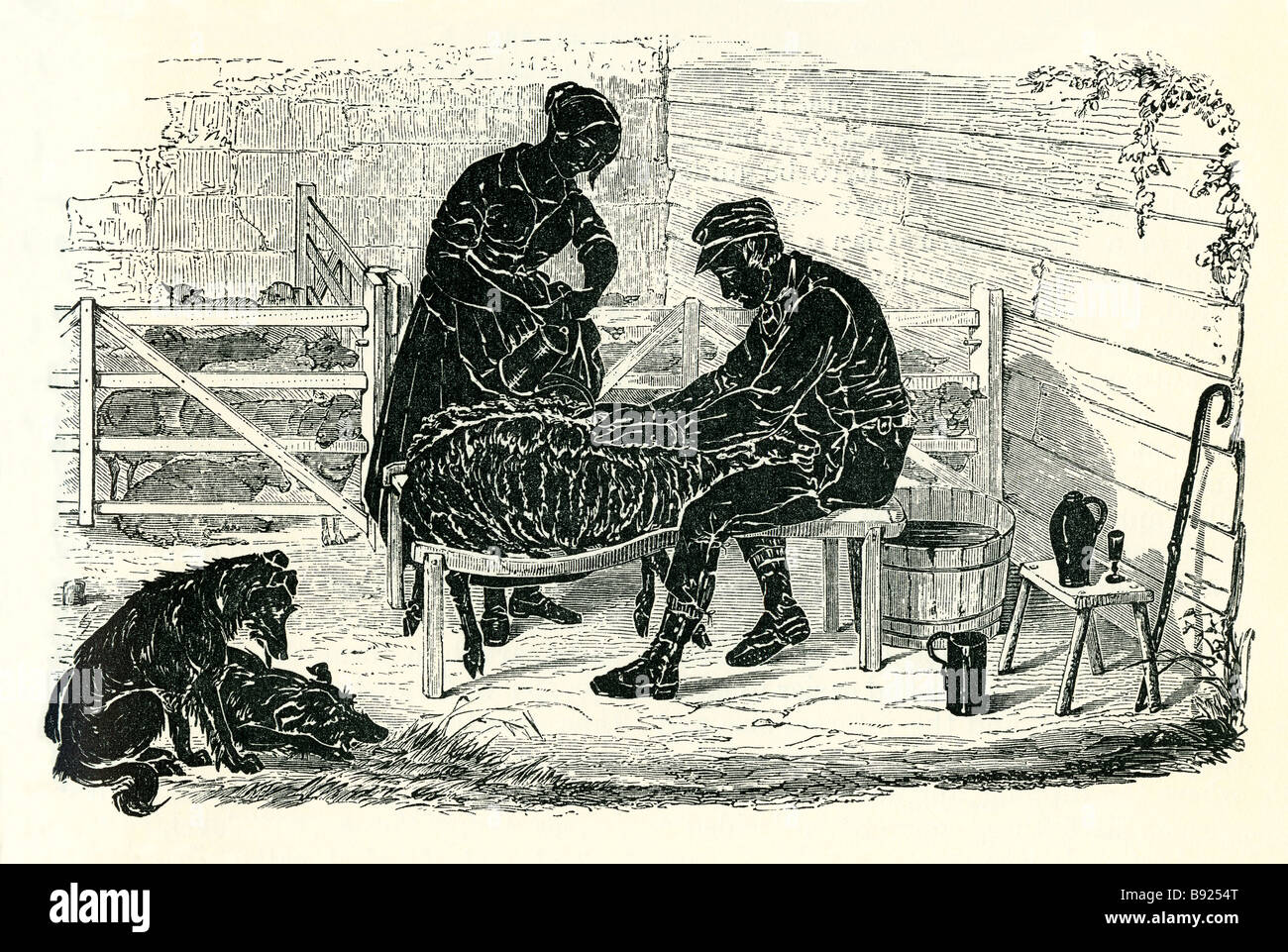 La balneazione ovini nell'azienda in Epoca Vittoriana Foto Stock