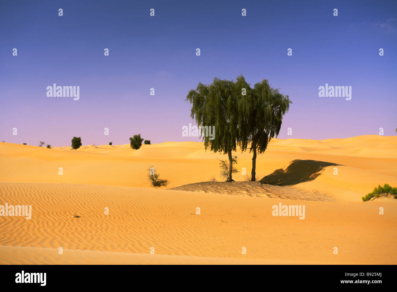 Alberi Ghaf Prosopis cineraria che crescono naturalmente nel deserto di Abu Dhabi Emirati Arabi Uniti Foto Stock