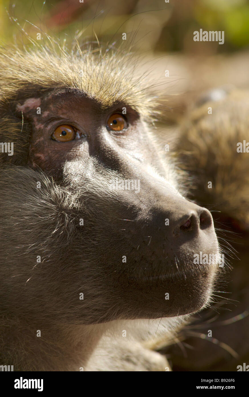Maschio dominante Chacma baboon Papio ursinus guarda blankly nella distanza come un giovane membro della truppa stallieri lui Foto Stock