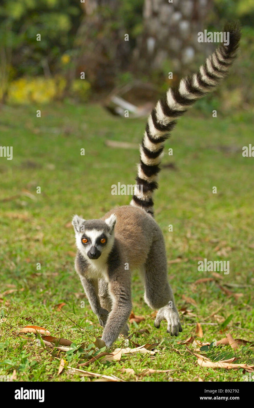 Close up dell'anello tailed lemur Lemur catta Madagascar Nahampuna Foto Stock