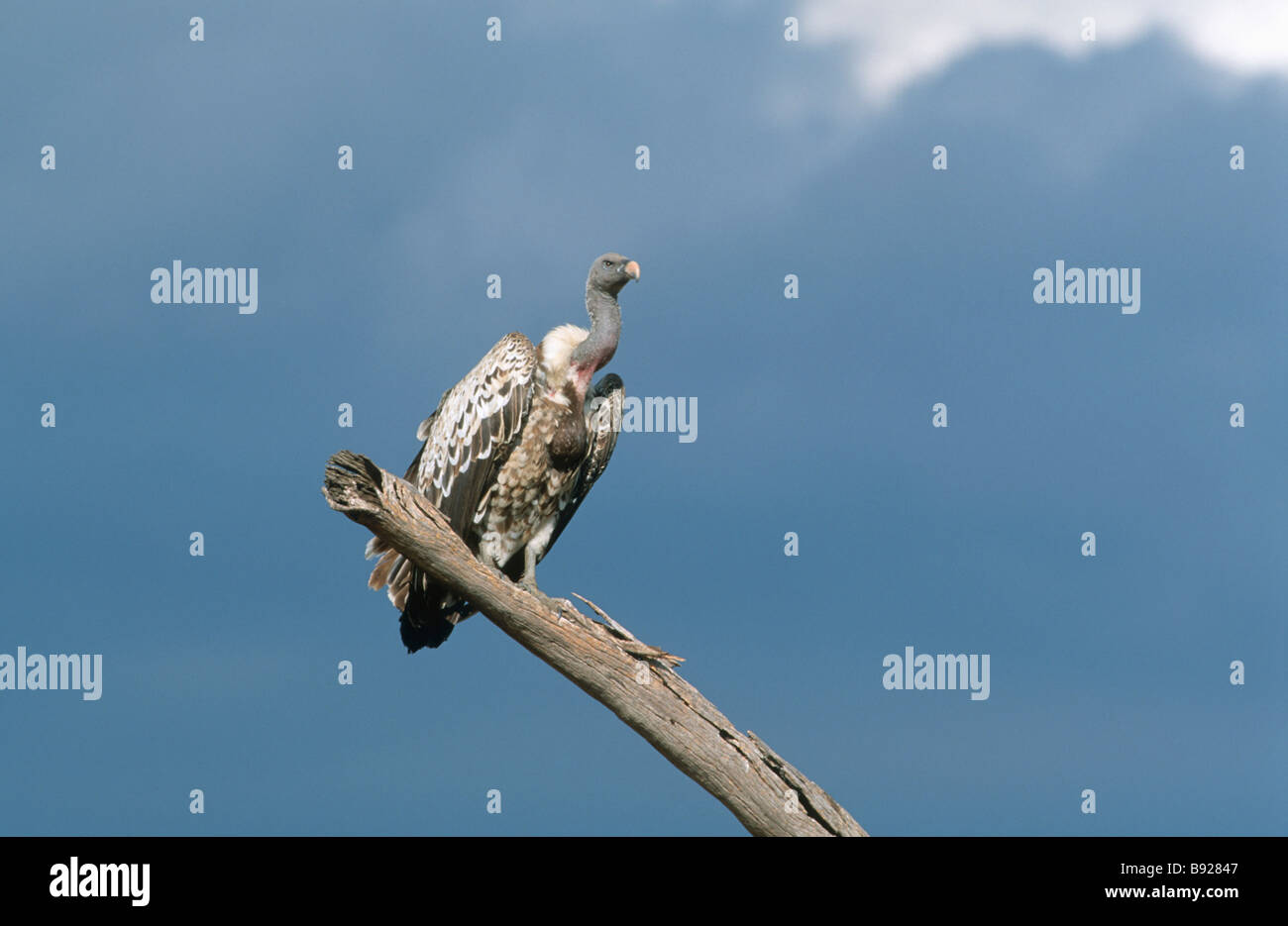 Ruppell s Vulture Gyps rueppellii seduto su un ramo Masai Mara riserva nazionale del Kenya Africa orientale Foto Stock