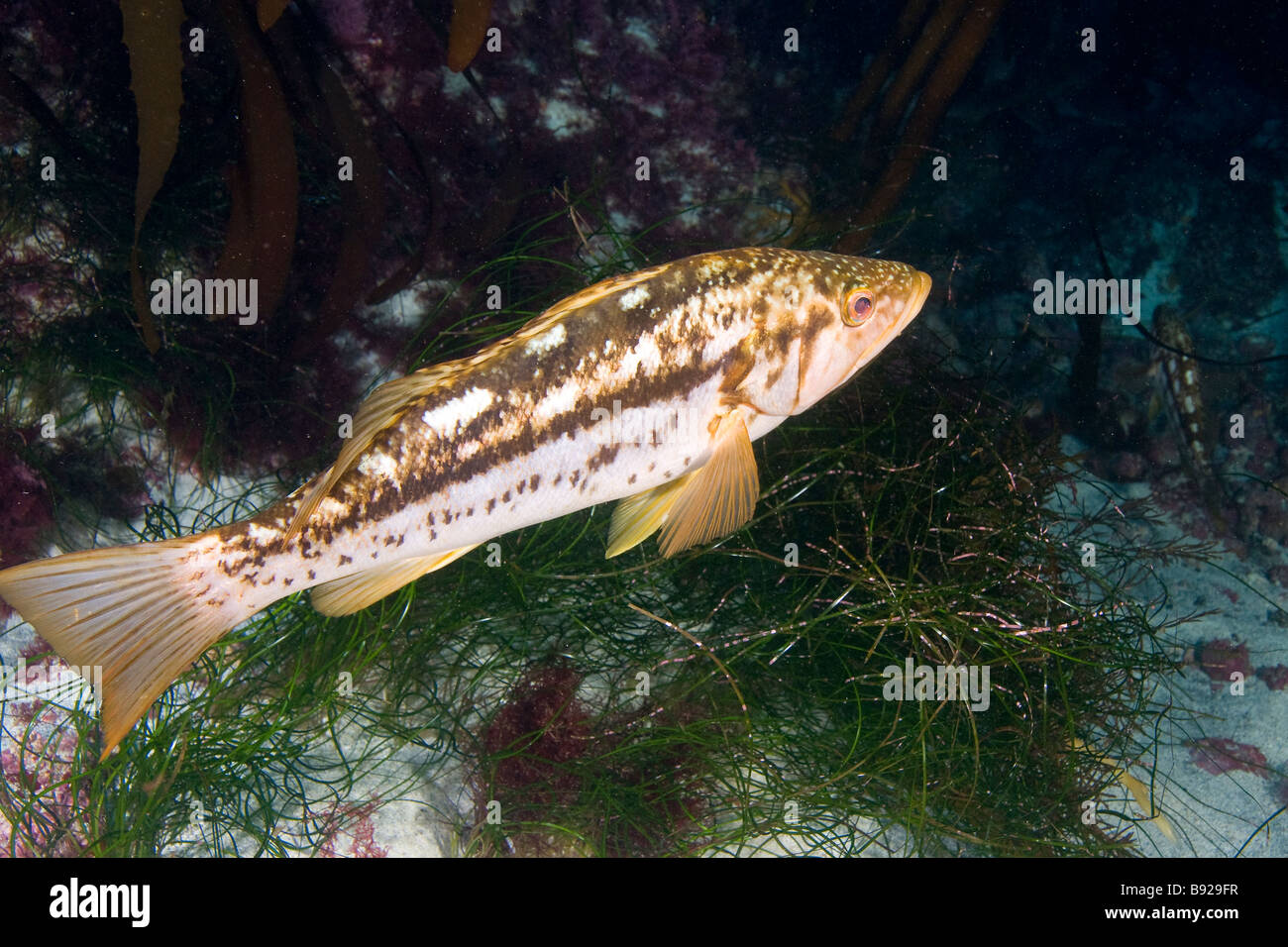 Kelp Bass Paralabrax clathratus San Benito Isola Baja California Messico Foto Stock