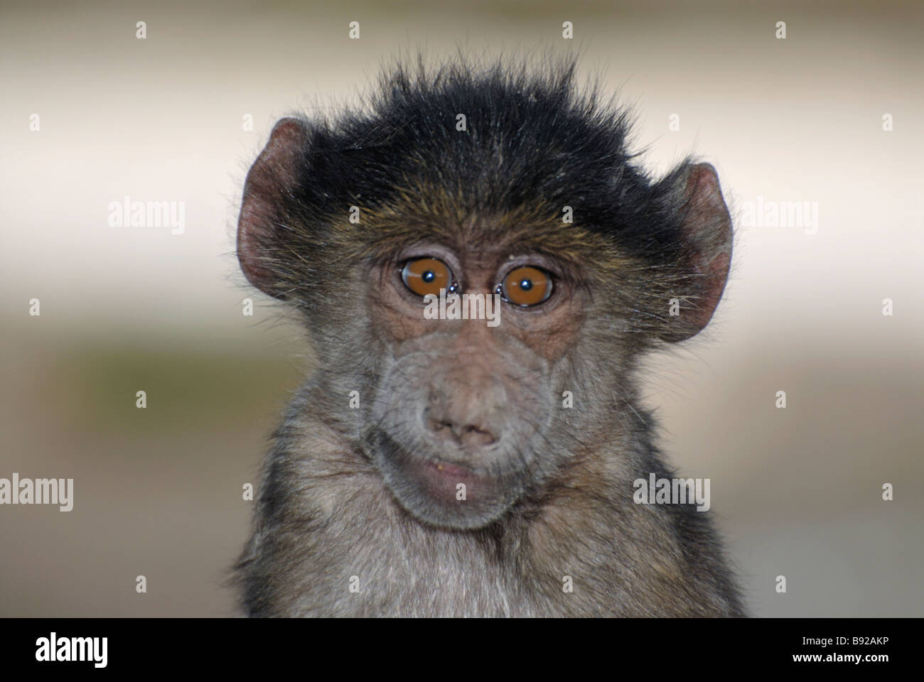 La faccia rugosa di un babbuino Chacma guarda nella telecamera De Hoop Riserva Naturale di Western Cape Sud Africa Foto Stock