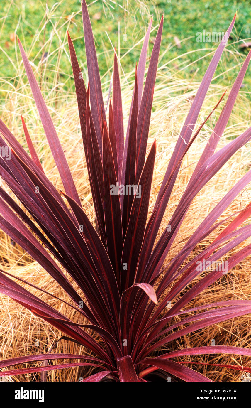 Cordyline australis "Stella Rossa" foglia strutturale il giardino di piante Foto Stock