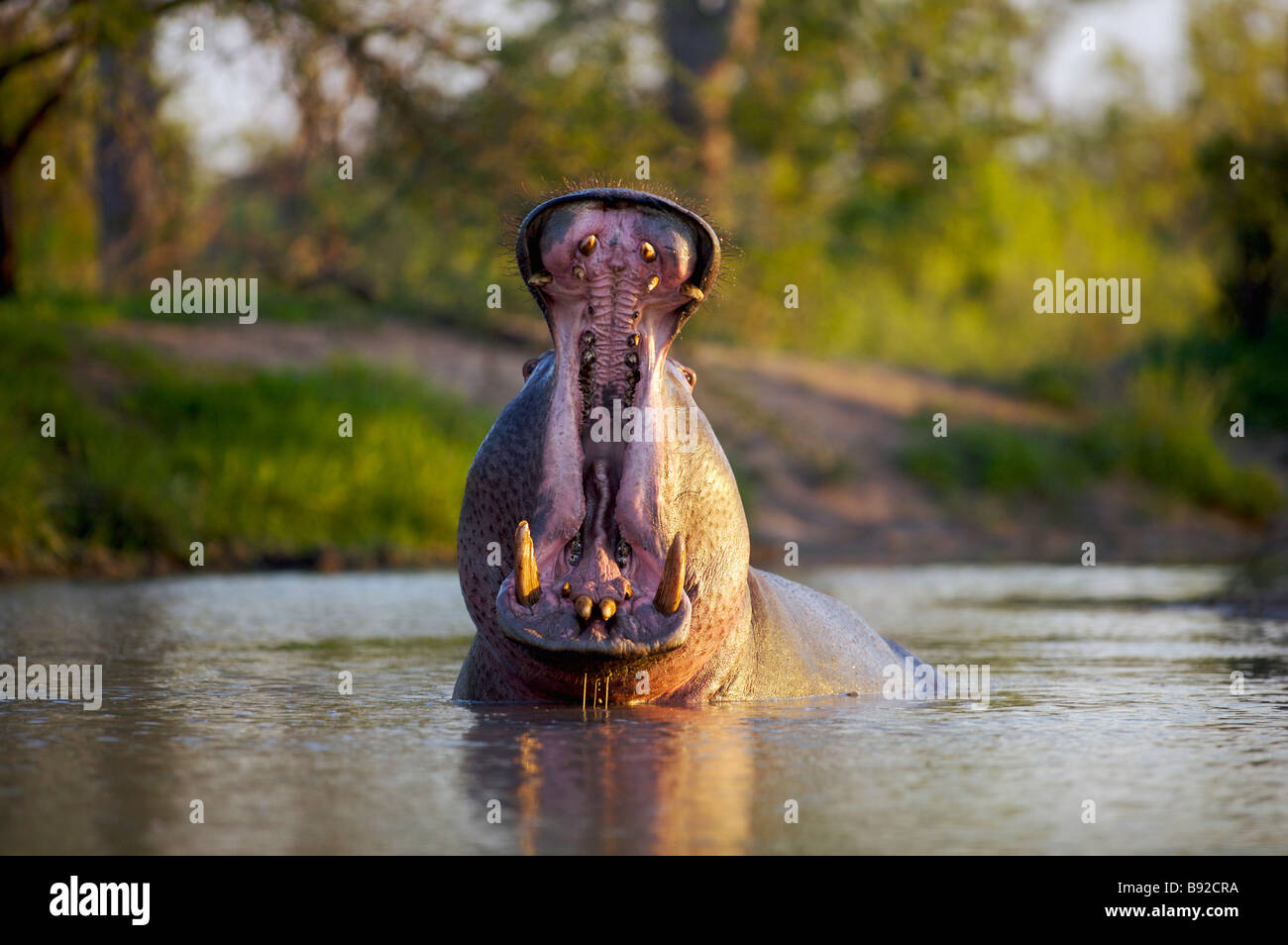 Ippopotamo Hippopotamus amphibius sbadigli Elephant Plains Sabi Sands Conservancy Mpumalanga Provincia Sud Africa Foto Stock