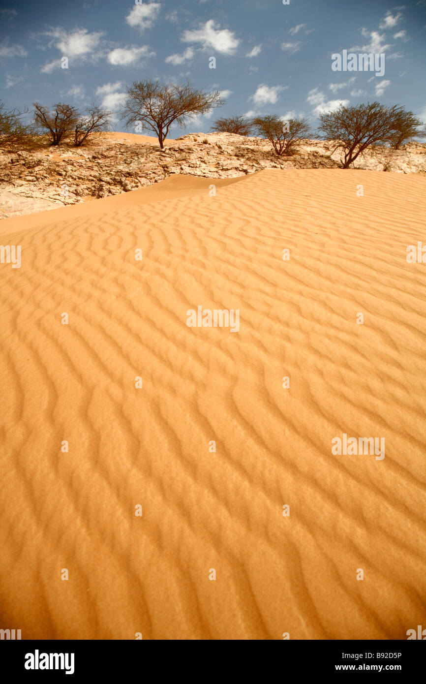 Dune di sabbia sagomato mediante Shamals (perpetua tempeste di sabbia), con alcuni alberi Ghaf( Prosopis cineraria) in distanza. Al Ain, Abu Dhabi Foto Stock