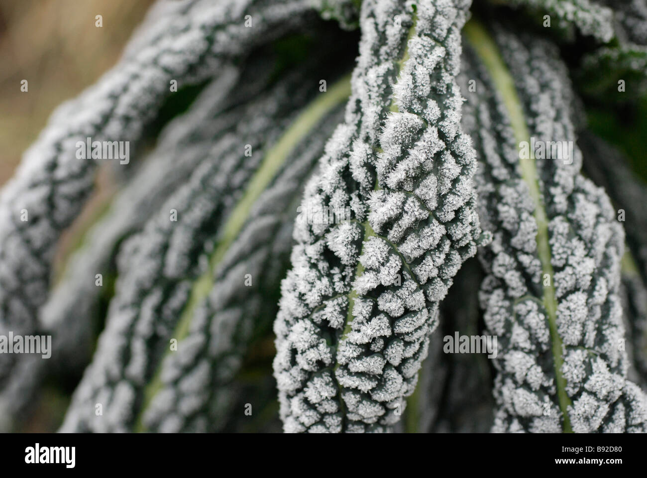 Nero satinato Toscana Kale, cavolo nero. Foto Stock
