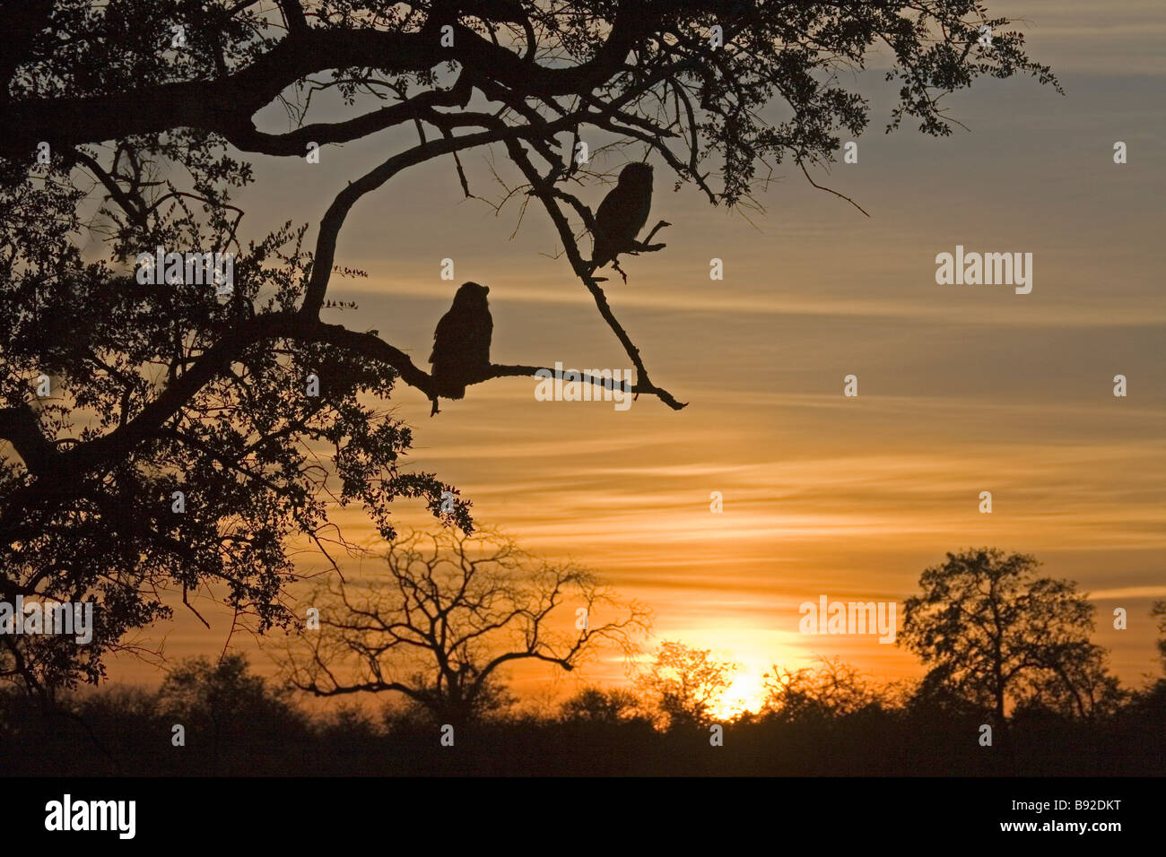 Giant Eagle Owls profilarsi all'alba sopra il fiume Shingwedzi Parco Nazionale Kruger Mpumalanga Provincia Sud Africa Foto Stock