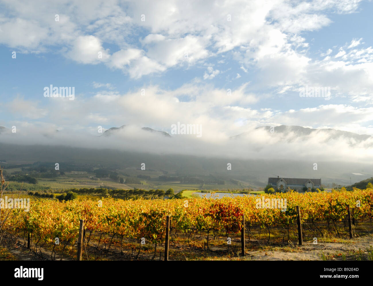 Vigneti in Hemel en Arde o il cielo sulla terra Valley Hermanus Western Cape Province Sud Africa Foto Stock