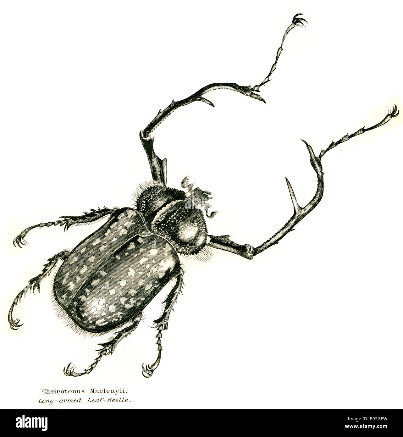 Cheirotonus macleayii lungo foglia armati-maggiolino coleotteri coleotteri sono uno dei principali gruppi di insetti. Il loro ordine, Coleoptera (me Foto Stock