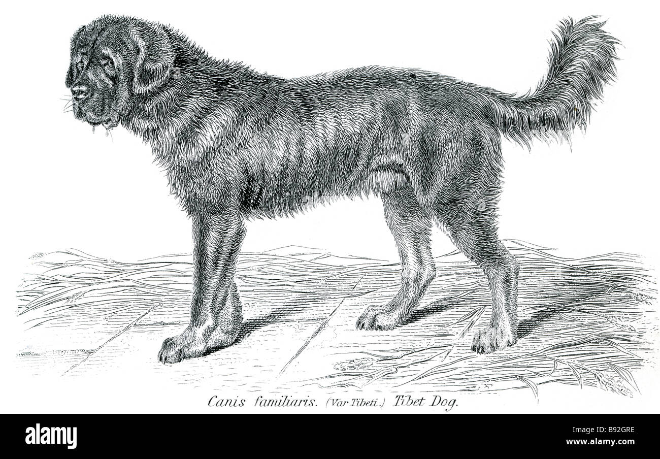 Canis familiaris vartibeti tibet cane Il Mastino tibetano (Do-khyi) è una antichissima razza e tipo di cane domestico (Canis lupus Foto Stock