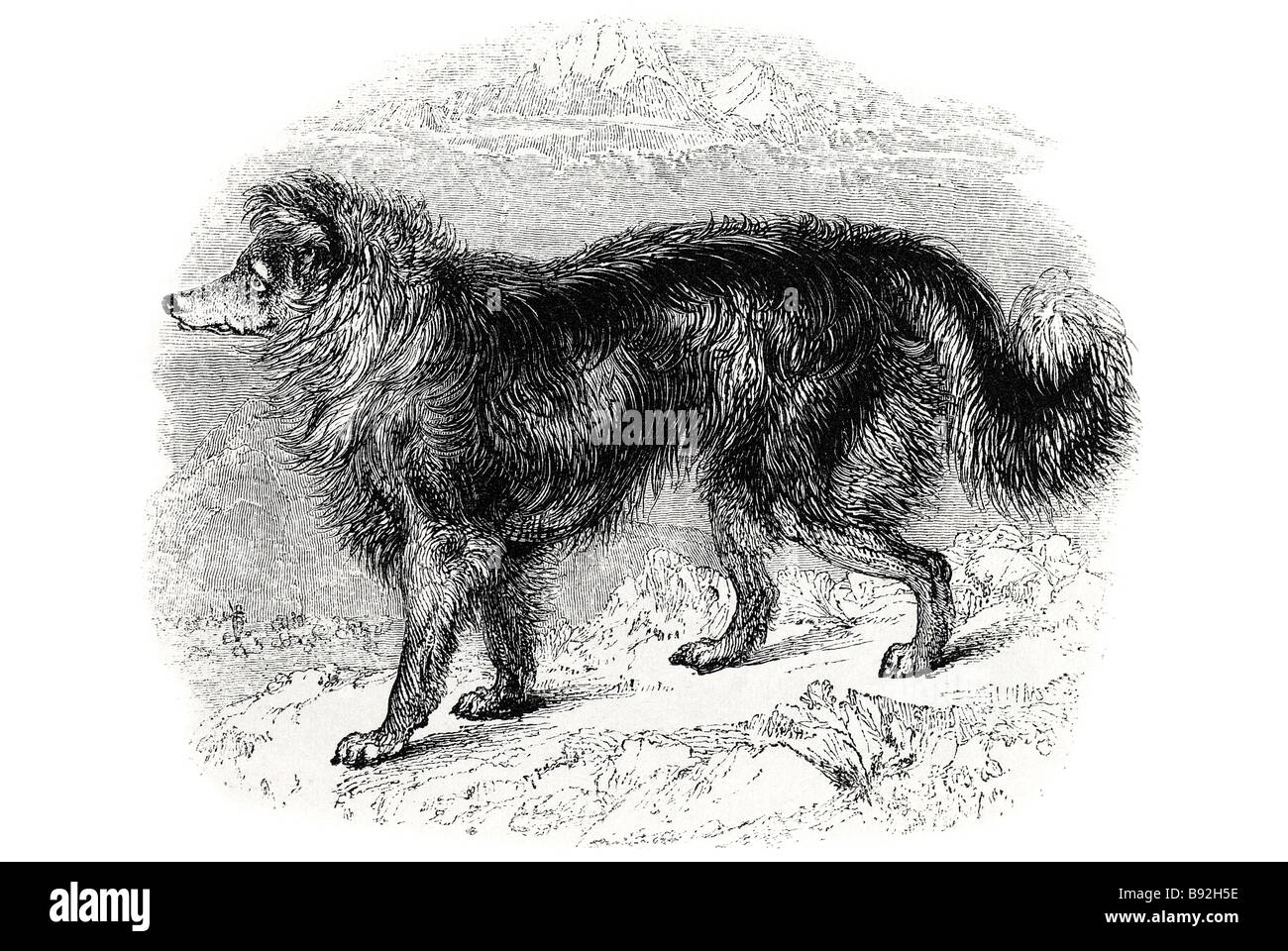 Il cane pastore A sheepdog è un tipo di cane domestico il cui scopo iniziale era quello di allevamento o di guardia pecore. I cani di pecore sono solo un gatto Foto Stock