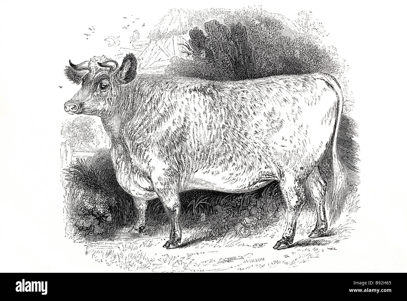 Bovini, colloquialmente denominato vacche, sono addomesticati ungulati, un membro della sottofamiglia Bovinae della famiglia bovidi. T Foto Stock