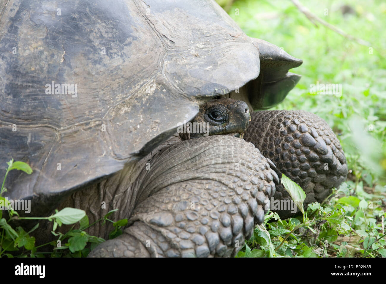 La tartaruga gigante, El Chato Riserva di tartaruga, Isla Santa Cruz, Isole Galapagos, Ecuador Foto Stock