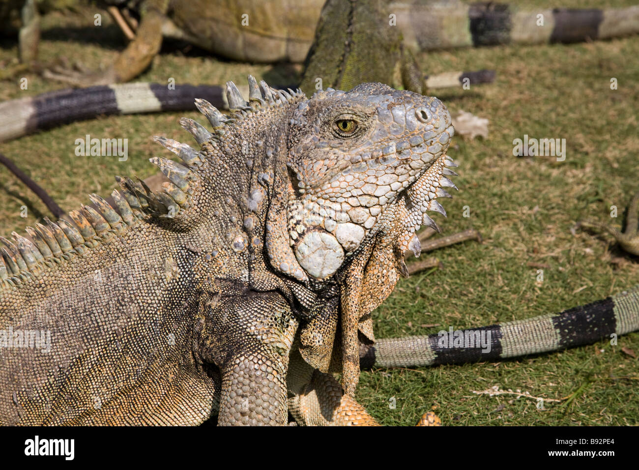 Land iguana, Parque Bolivar, Guayaquil, Ecuador Foto Stock