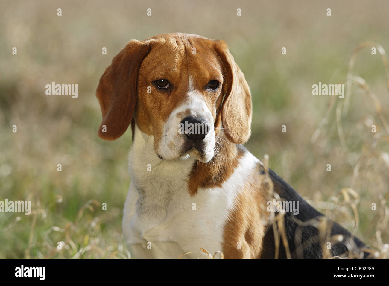 Cane Beagle - Ritratto Foto Stock