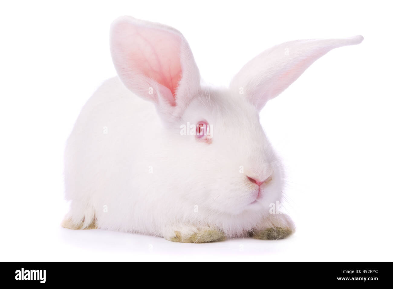Giovane e timido coniglio bianco isolato su sfondo bianco Foto Stock