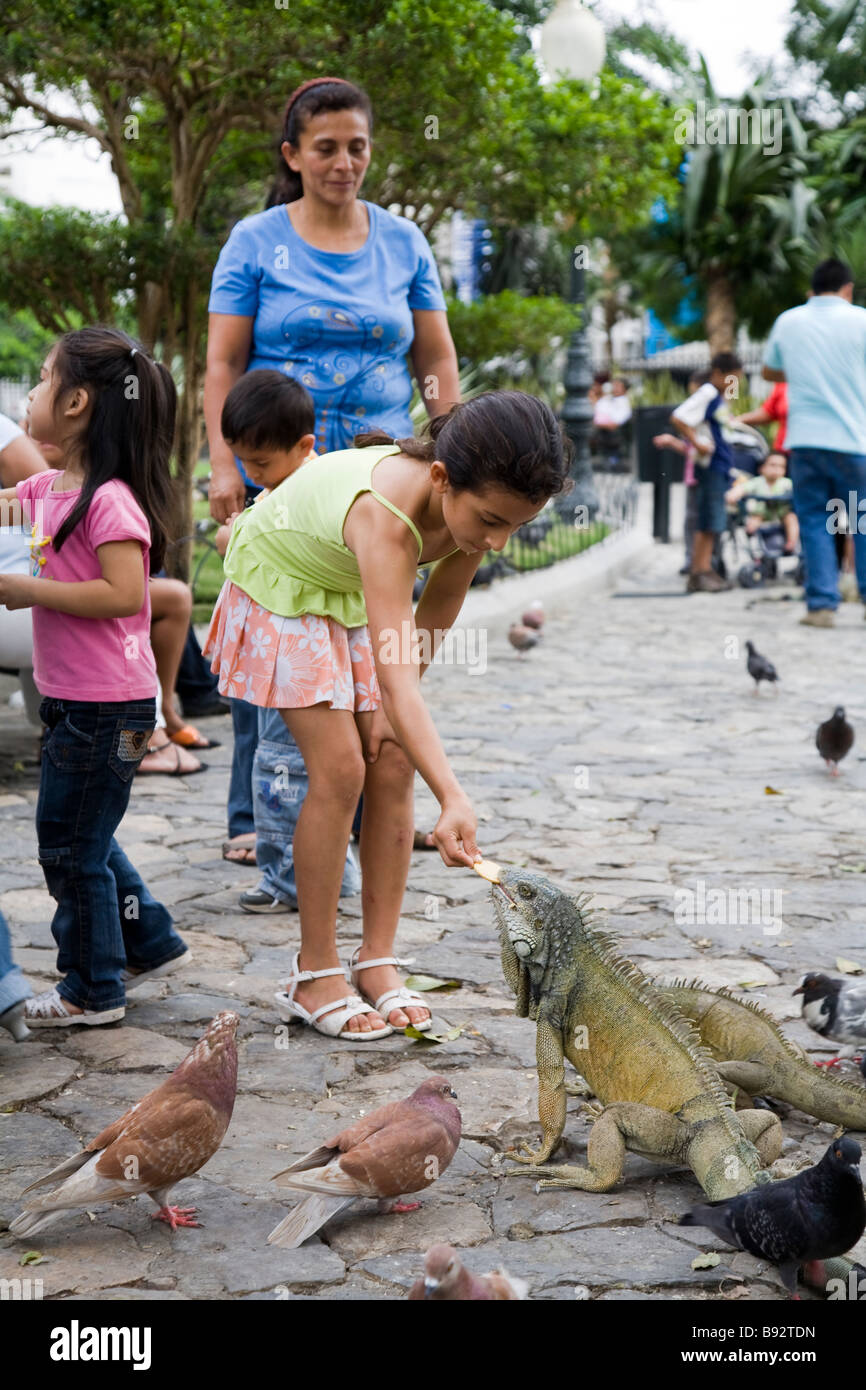 Alimentazione del paese di iguana, Parque Bolivar, Guayaquil, Ecuador Foto Stock
