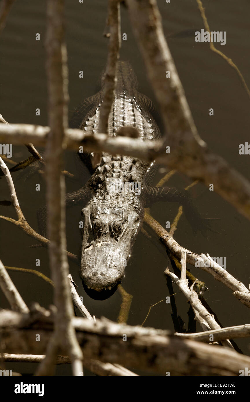 Coccodrillo nella Turner fiume Big Cypress National Preserve FL Foto Stock