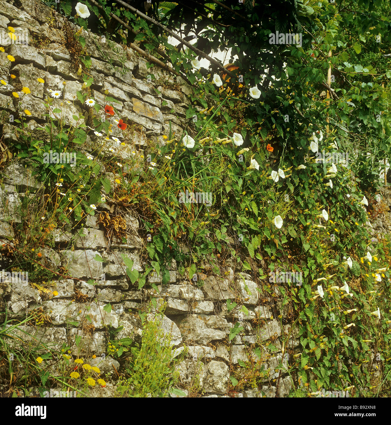 Muro di pietra - ricoperta con fiori Foto Stock