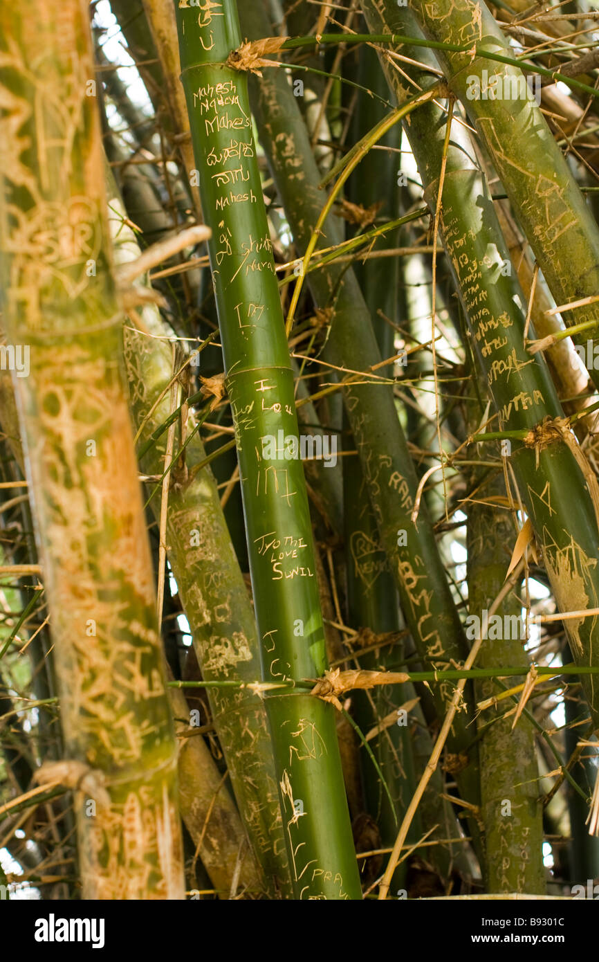 Il bambù graffiti, India Foto Stock