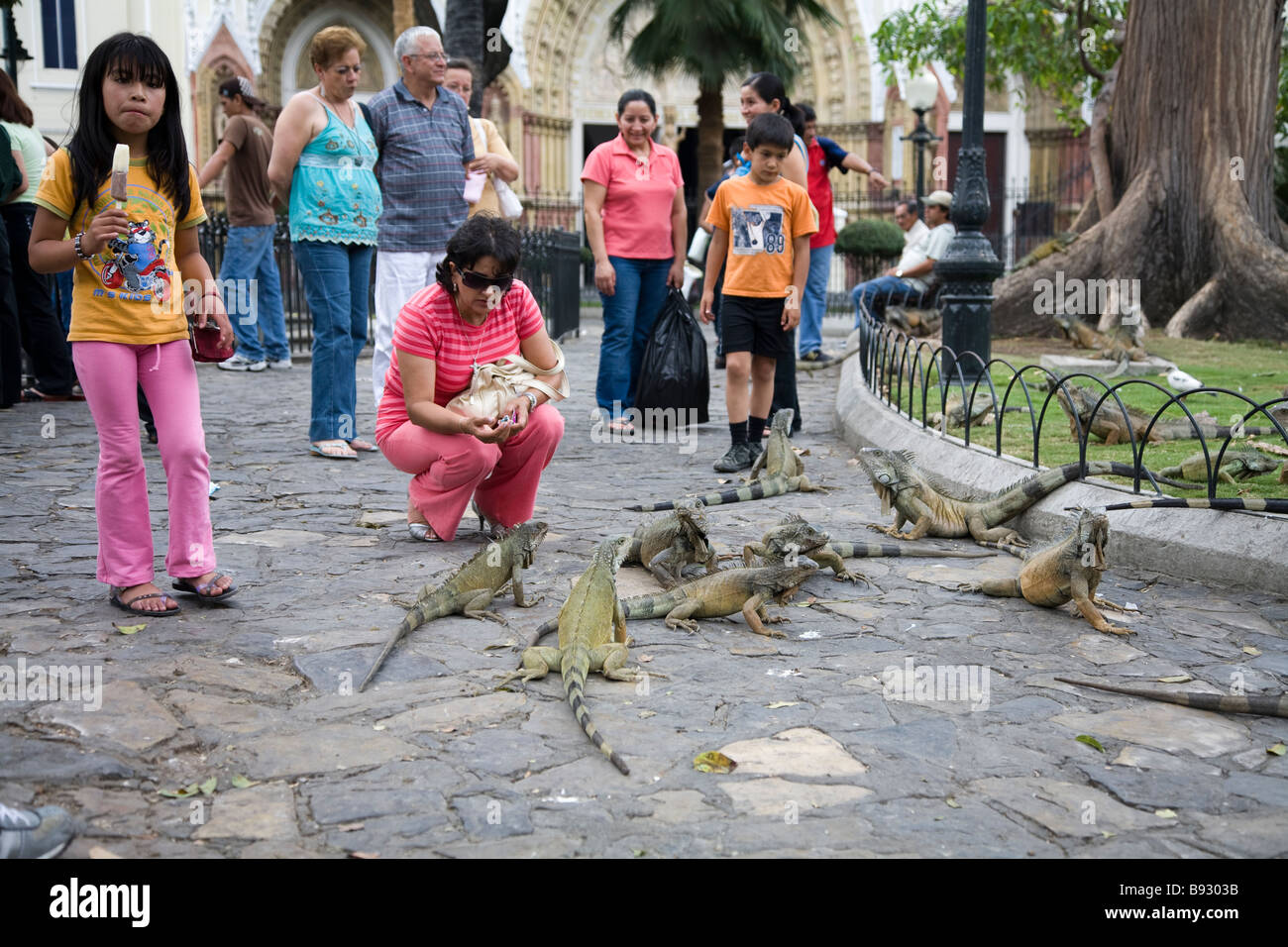 Alimentazione del paese di iguana, Parque Bolivar, Guayaquil, Ecuador Foto Stock