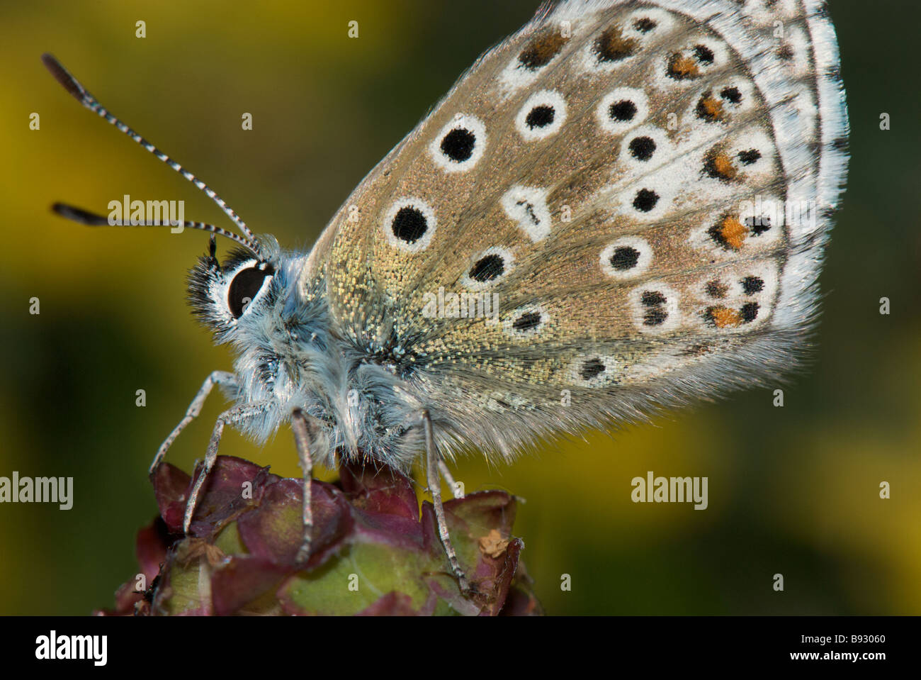 Adonis Blue Butterfly Foto Stock