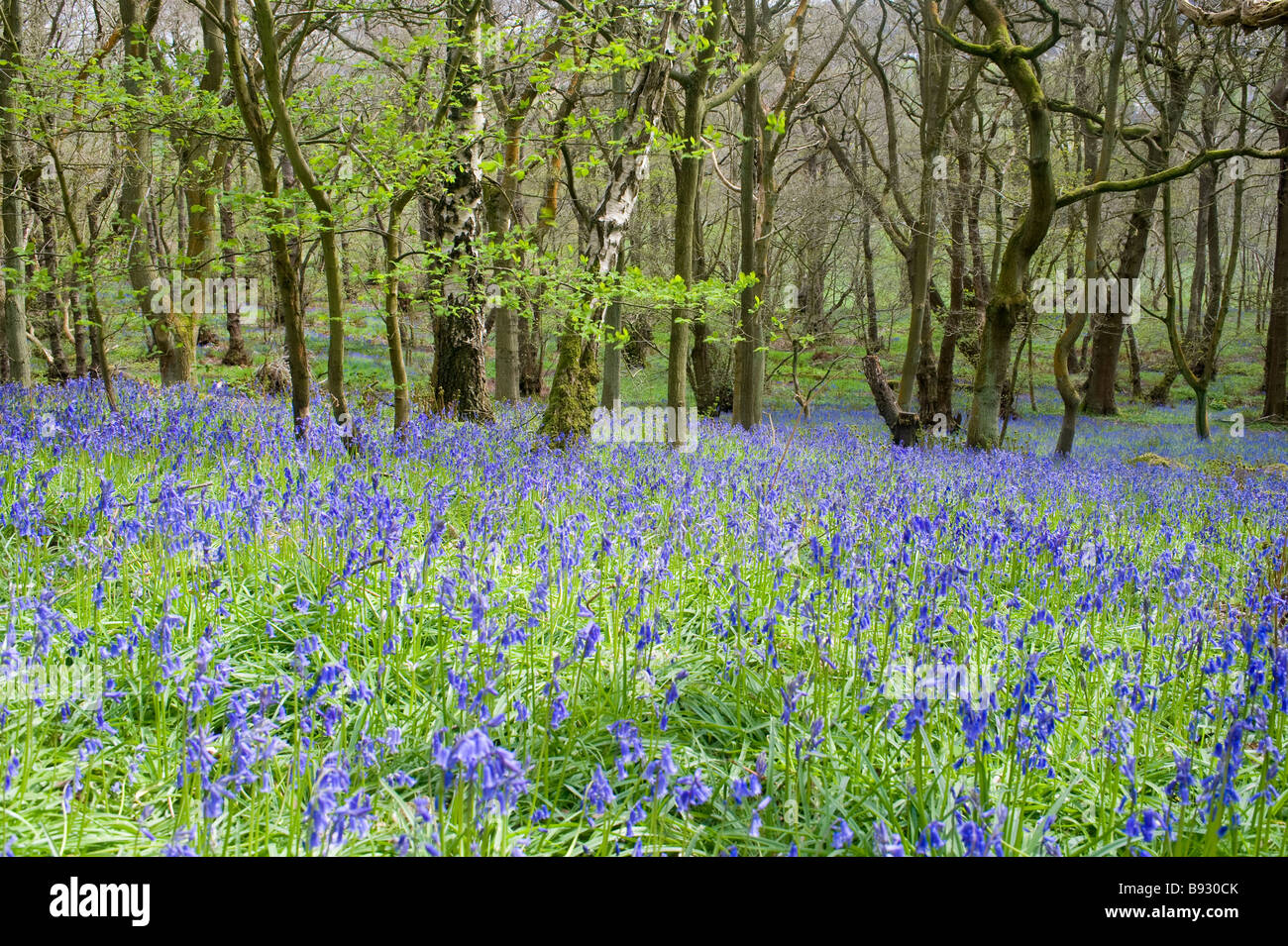 Bluebells realizzare un tappeto di colore blu in Middleton boschi,Ilkley. Foto Stock