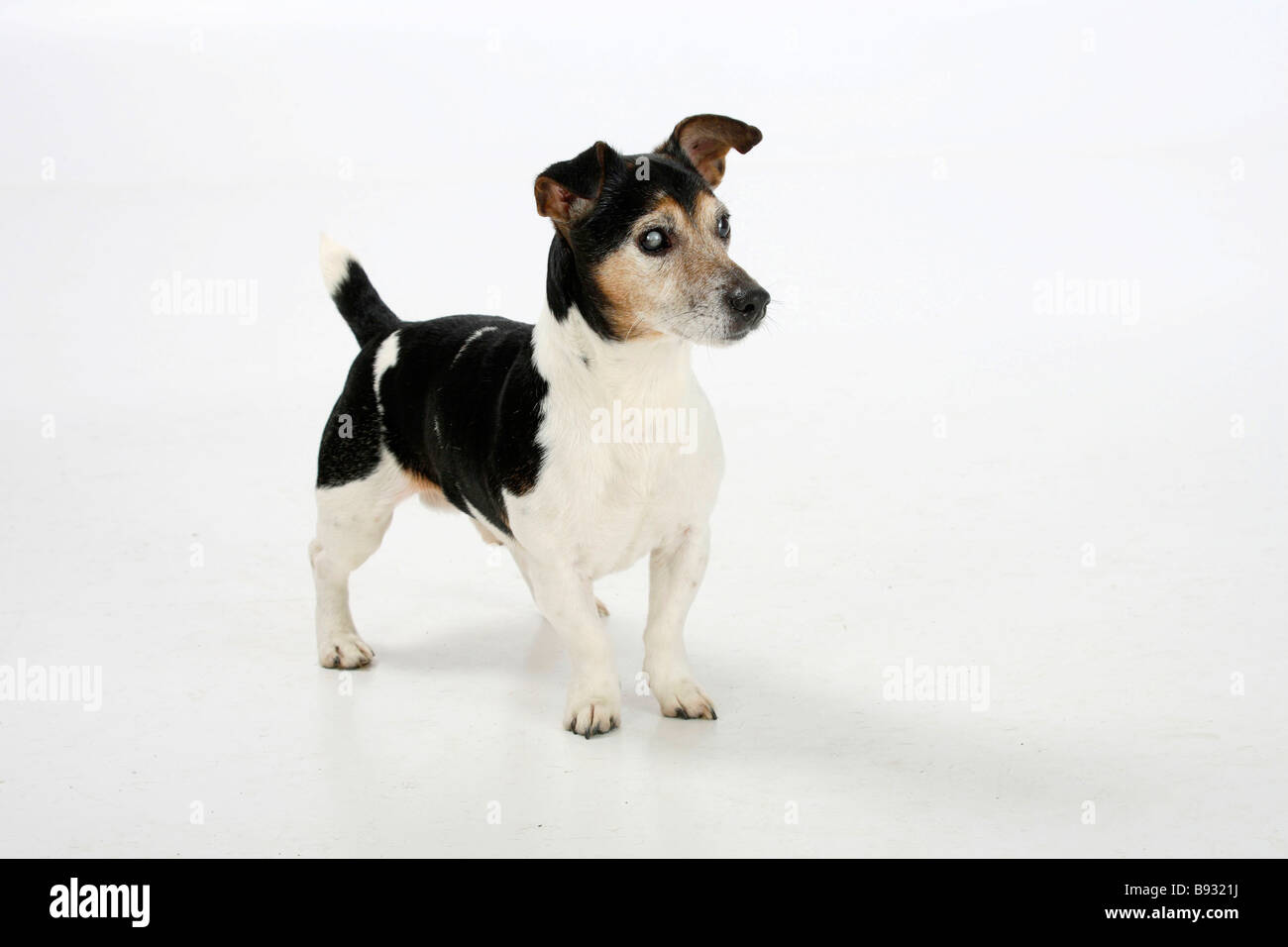 Jack Russell Terrier tricolore 13 anni non vedenti Disabili Foto Stock