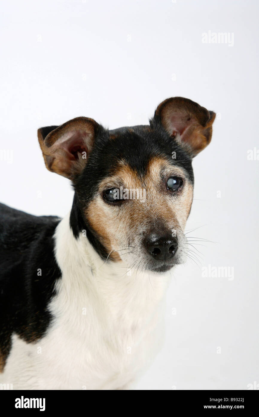 Jack Russell Terrier tricolore 13 anni non vedenti Disabili Foto Stock