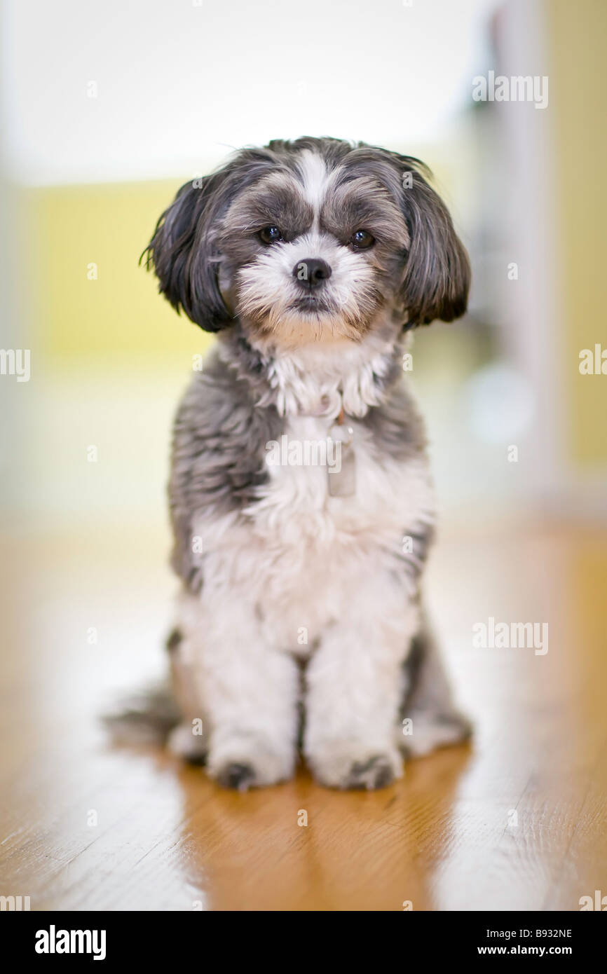 Ritratto di una femmina Shih Tzu Maltese cane, seduto. Foto Stock