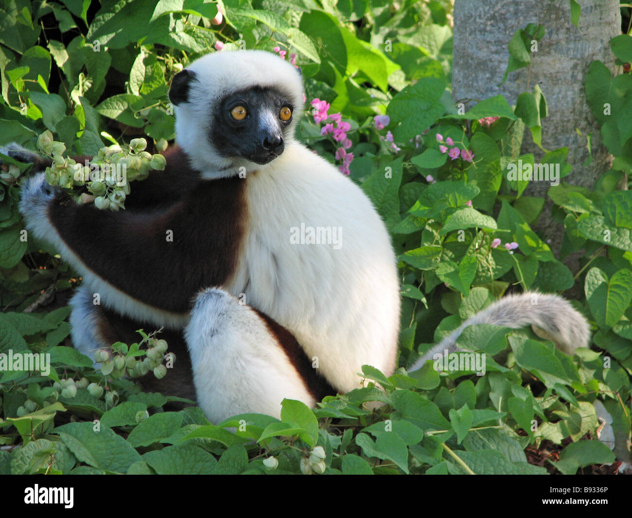 Coquerel il sifaka (propithecus coquereli) snacking sui fiori mentre vi rilassate in un albero in anjajavy, Madagascar. Foto Stock
