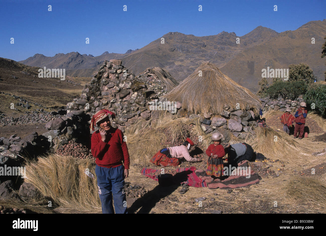 Famiglia Quechua che raccoglie patate, vicino a Lares, Cordillera Urubamba, Cusco Regione, Perù Foto Stock