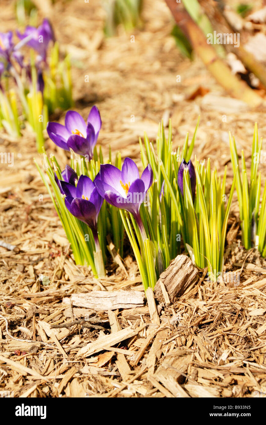 Un gruppo di crochi o Crocus cresce in primavera Foto Stock