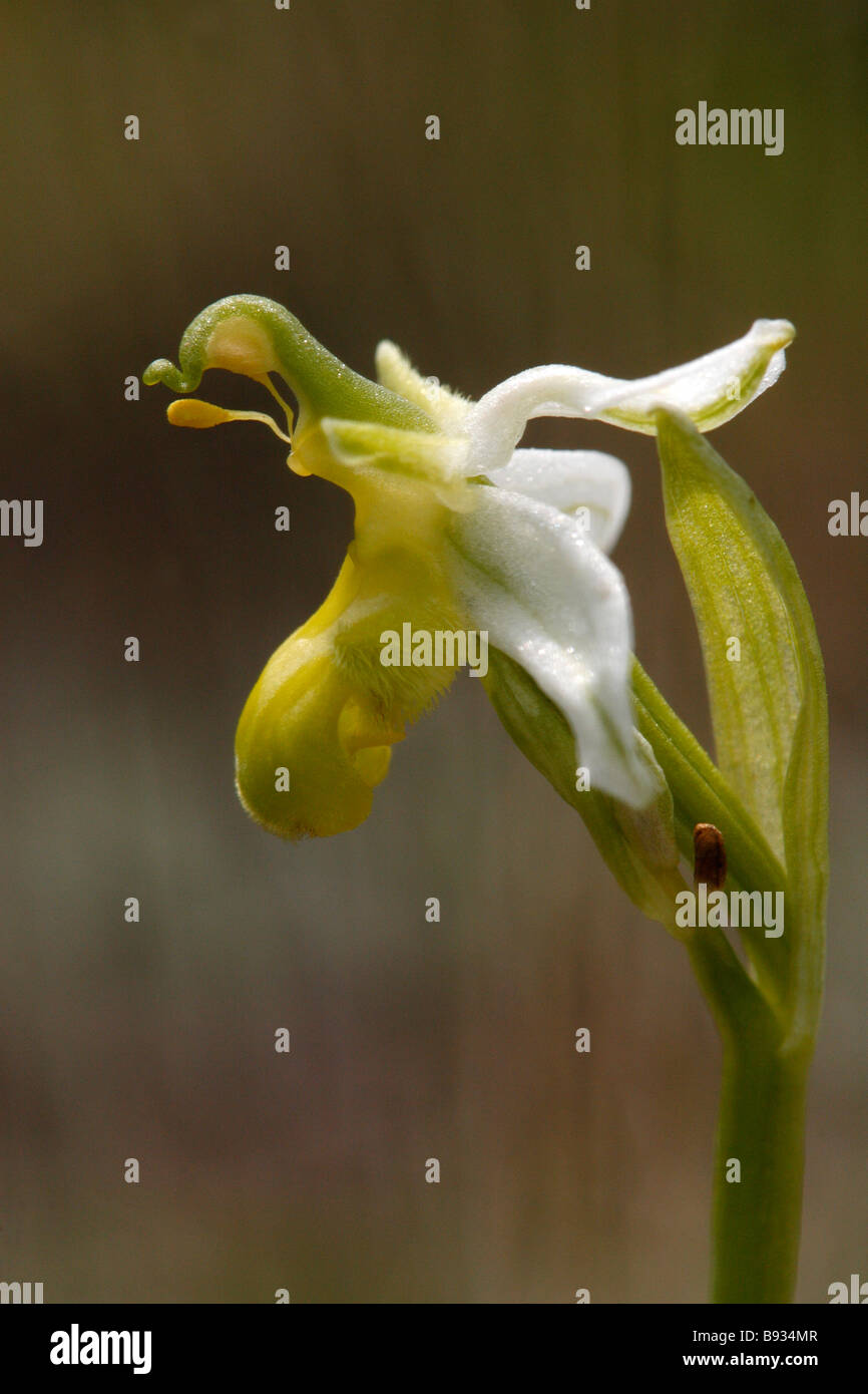 BEE ORCHID Ophrys apifera. var. chlorantha Foto Stock