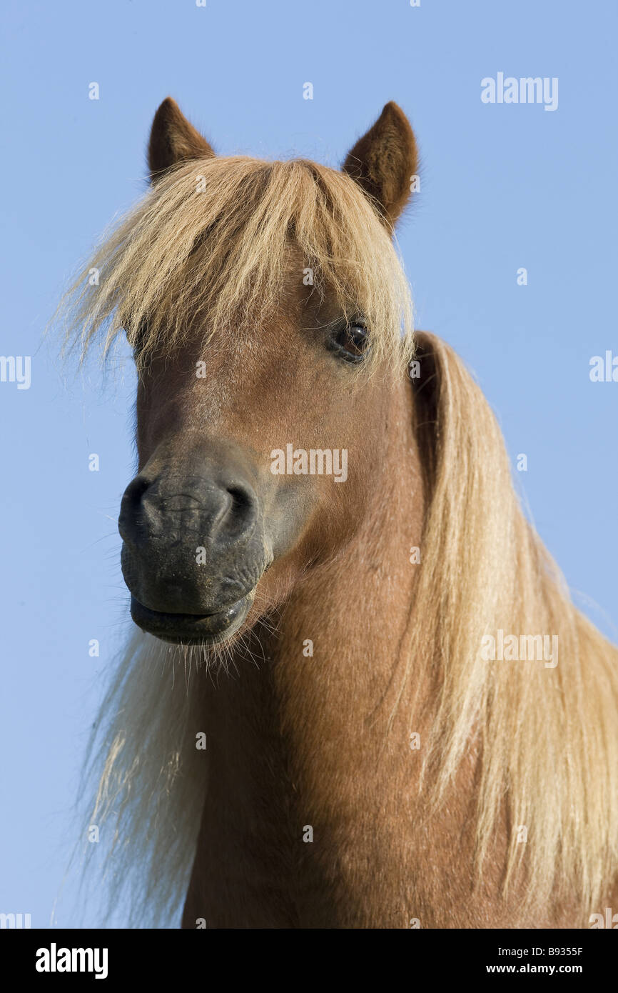 Americano di cavalli in miniatura - Ritratto Foto Stock