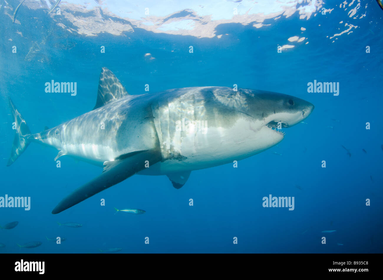 Il grande squalo bianco Carcharodon carcharias Guadalupe Island Baja California Messico Foto Stock