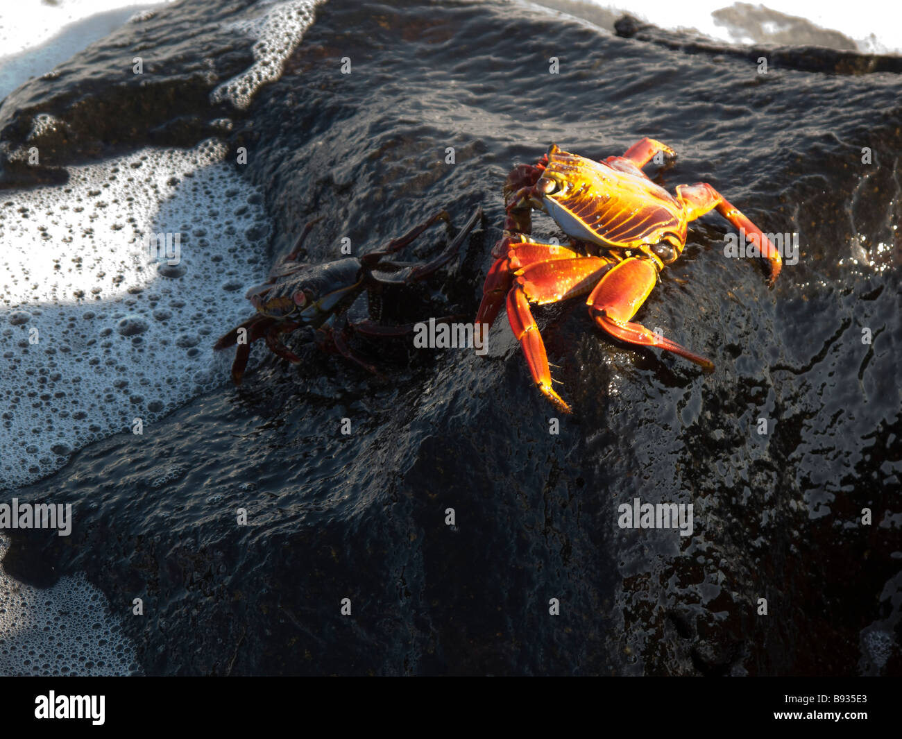 Sally lightfoot crab, Isla Santa Cruz, Isole Galapagos, Ecuador Foto Stock