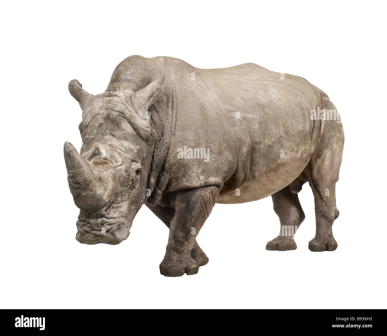 Rinoceronte bianco o a labbro quadrato rinoceronti Ceratotherium simum dieci anni davanti a uno sfondo bianco Foto Stock