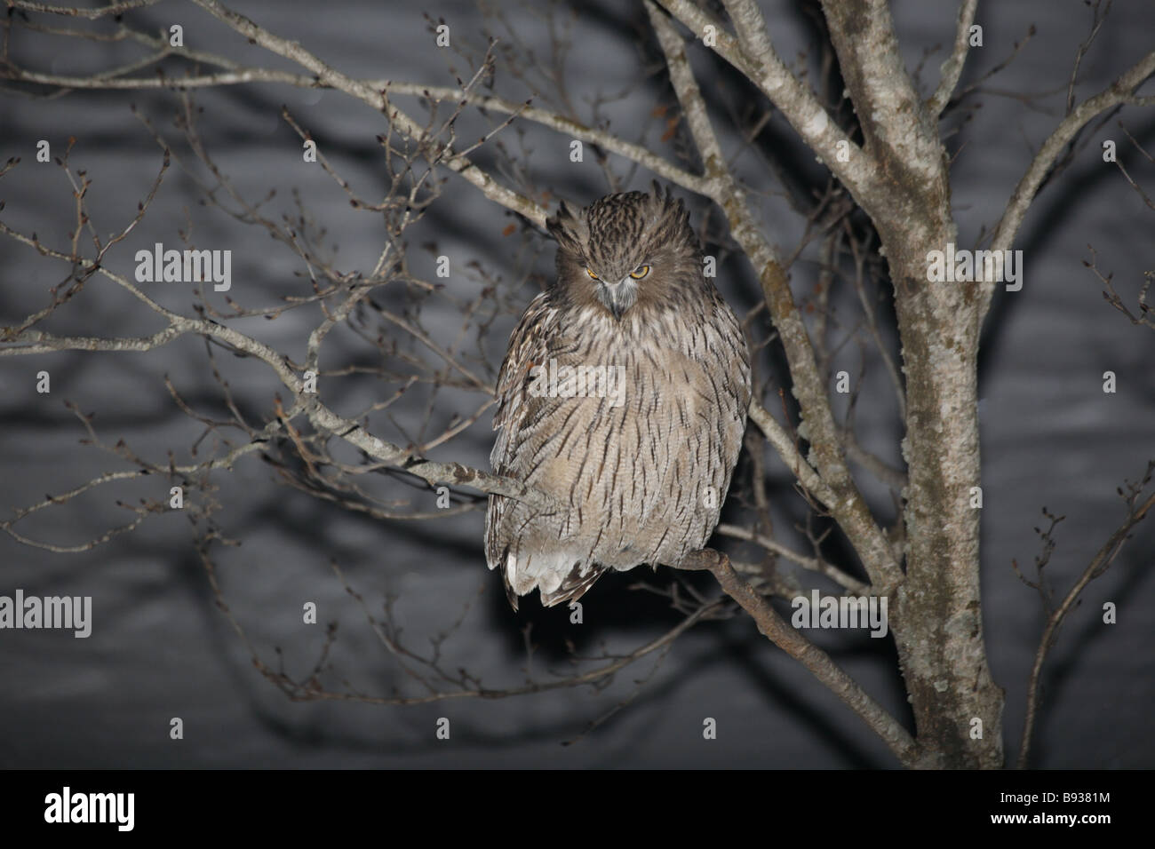 Blakiston's Fish Owl Ketupa blakistoni di notte in snowscene Foto Stock