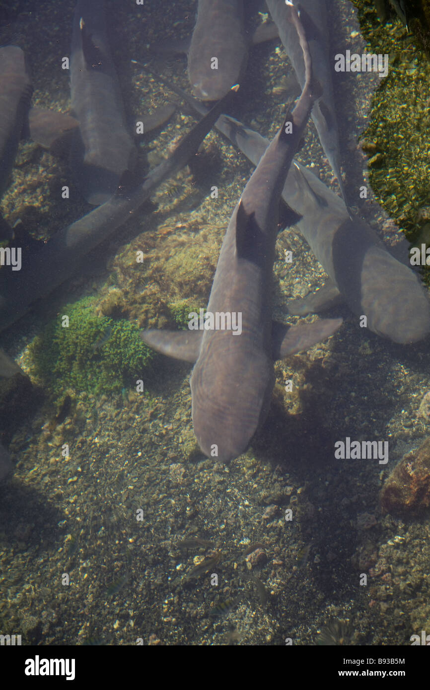 Bianco-punta gli squali, Villamil Laguna, Isla Isabella, Isole Galapagos, Ecuador Foto Stock