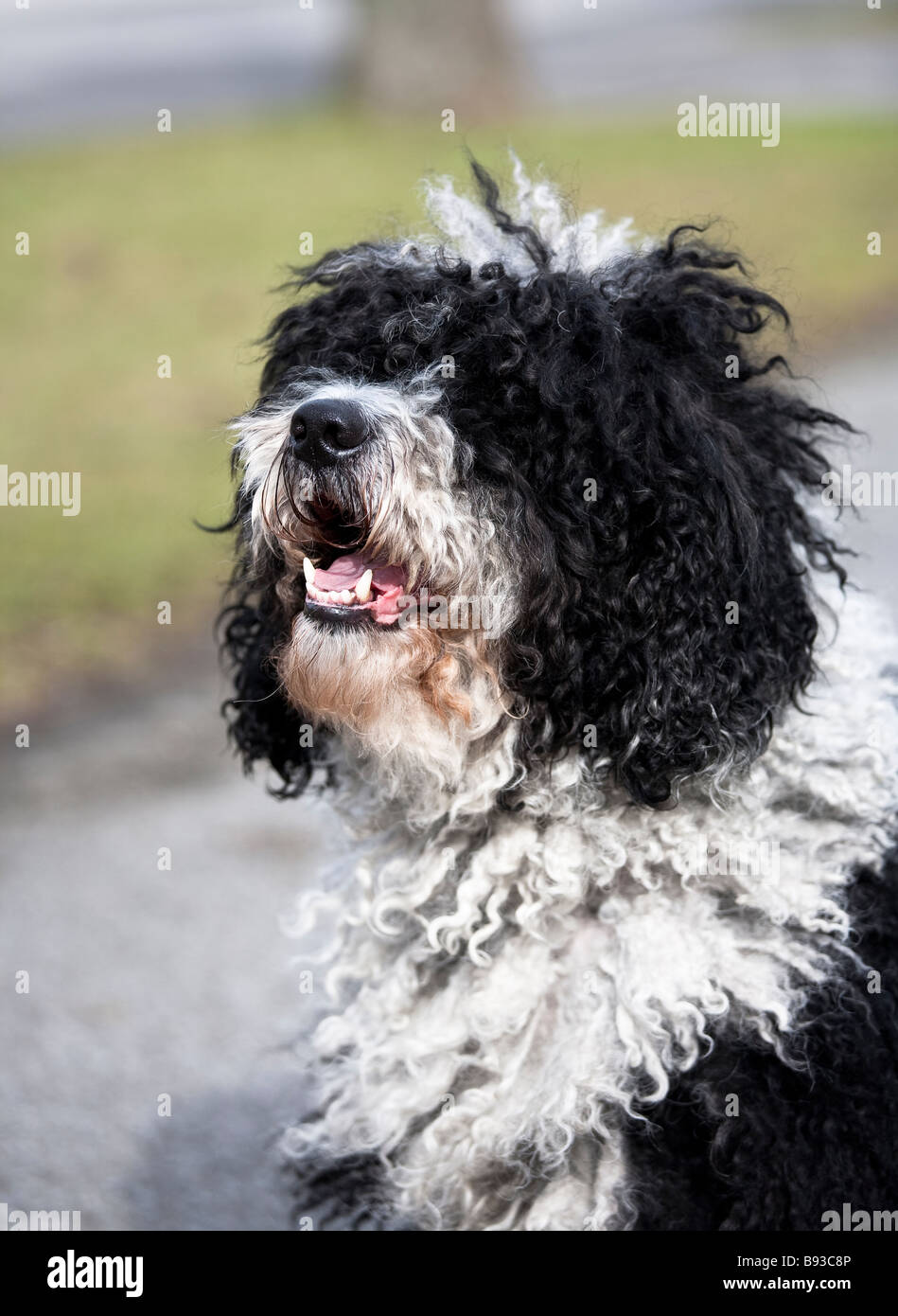 Cane Perro de Agua in bianco e nero Foto Stock