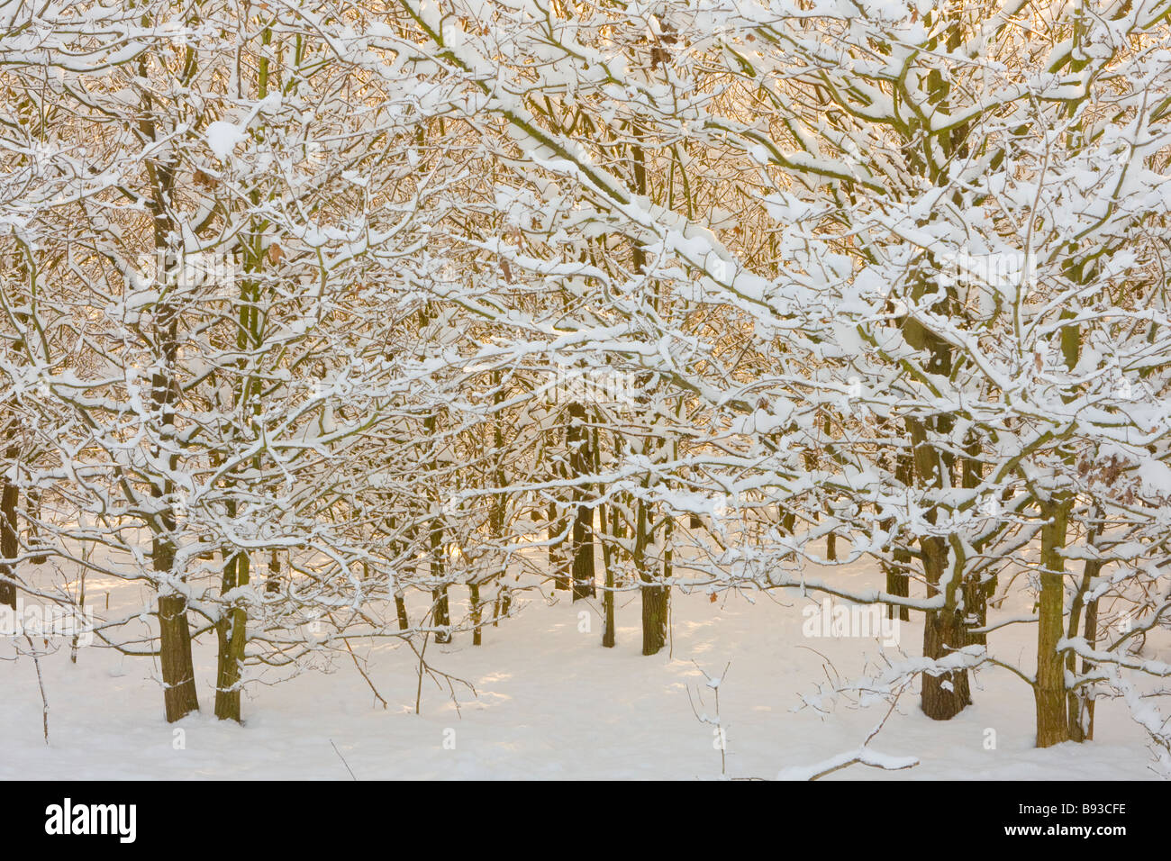 Un ceduo di alberi con coperta di neve rami Foto Stock