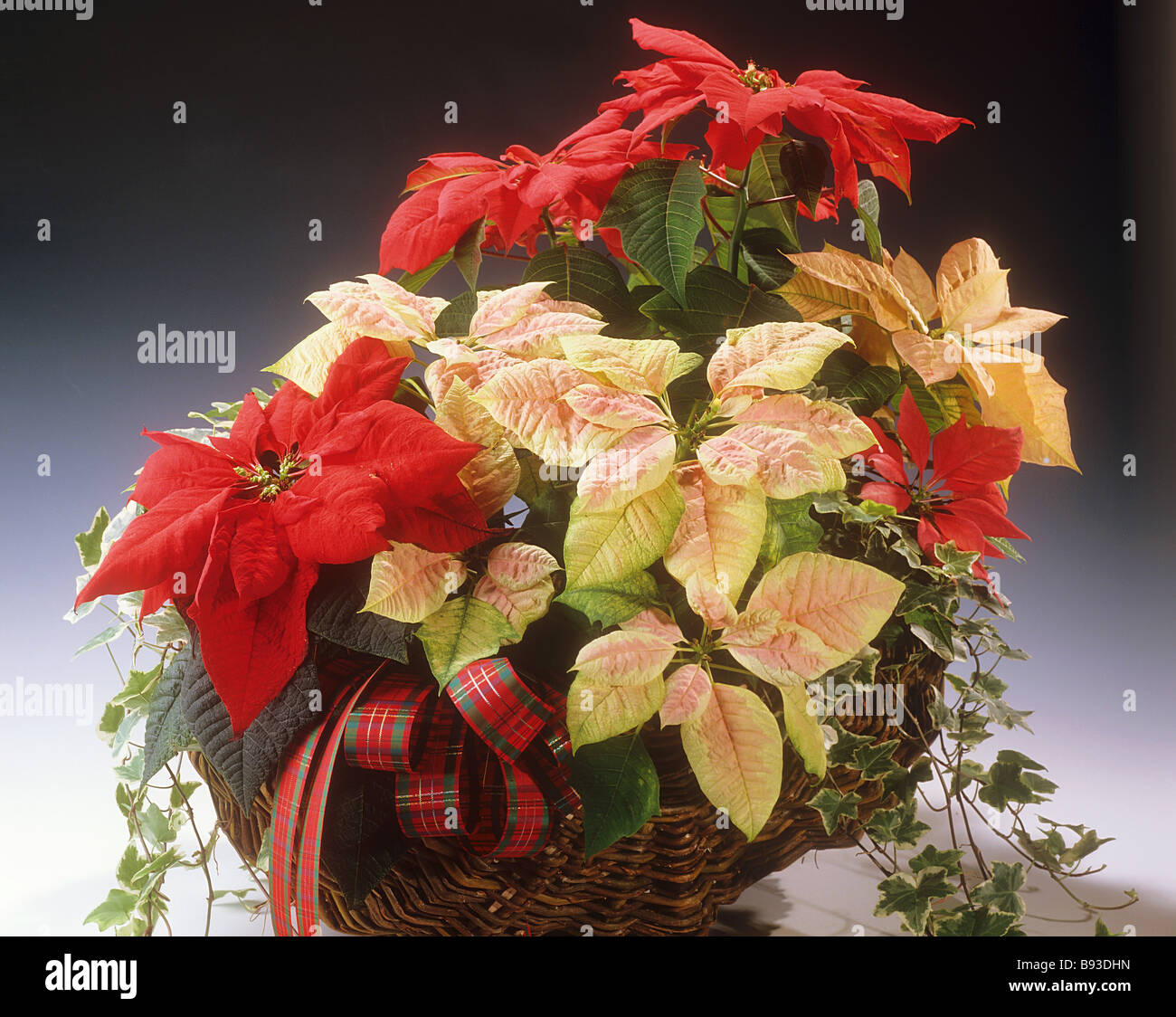 Poinsettias nel cestello / Euphorbia pulcherrima Foto Stock