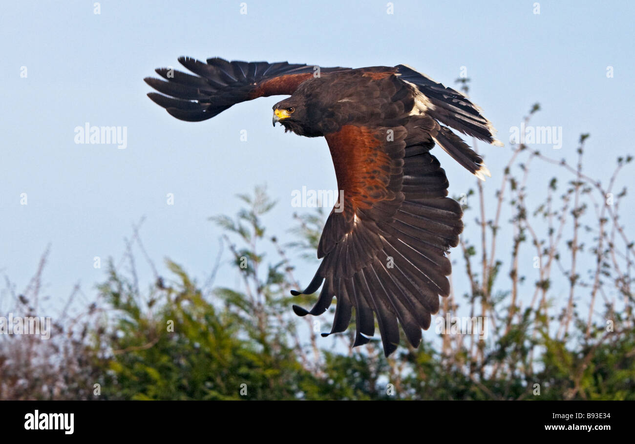 Harris Hawk (parabuteo unicinctus) in volo, REGNO UNITO Foto Stock